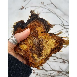 Chaga - Extraction double