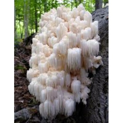 Hydne hérisson - Hericium erinaceus