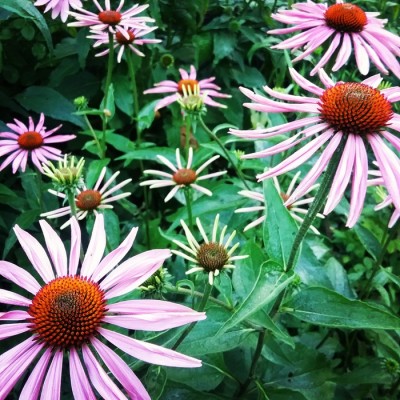 Visite de Jardin guidée