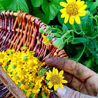 Les CUEILLETTES de JUILLET et son Herbier