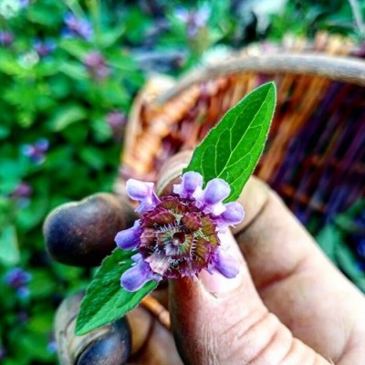 Les CUEILLETTES de JUILLET et son Herbier