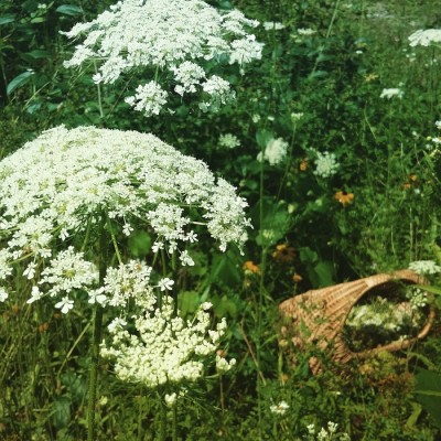 Les CUEILLETTES d'AOUT et son Herbier