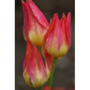 Carte de voeux photo-fleurs