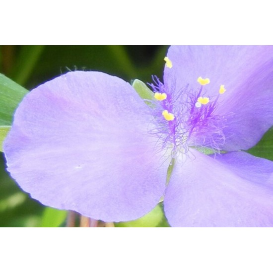 Carte de voeux photo-fleurs