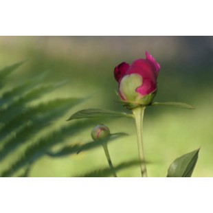 Carte-de voeux-photo-fleurs