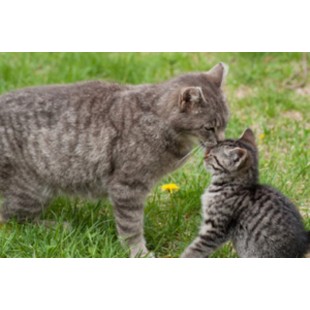 Carte de voeux photo-animal