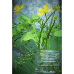 Carte de voeux photo-fleurs