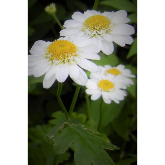 Carte de voeux photo-fleurs