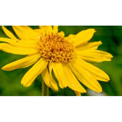 Arnica Biologique  Grèce - Macération 100% Pure ZAYAT 