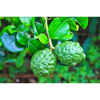 Huile Essentielle Bergamote Claire & Sans...