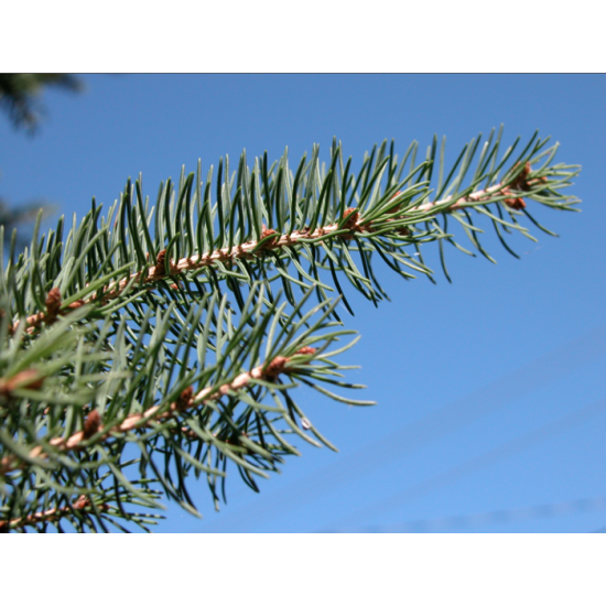 Sapin Baumier, Biologique Canada 11ml