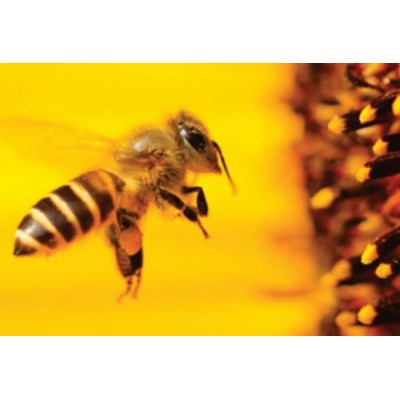 Canadian Beeseal - Savon pour le cuir 100g
