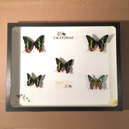 Papillons Uraniidae du Madagascar