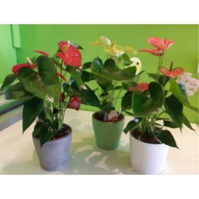 Plante Anthurium Choix du fleuriste