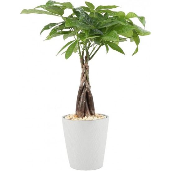 Plante Money Tree 