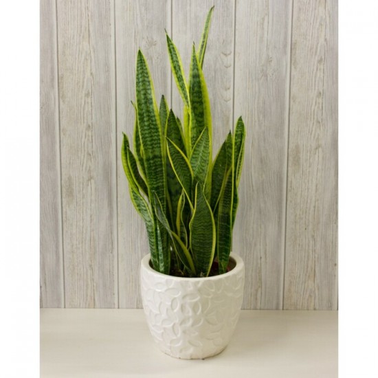 Plante Langue de belle-mère Sansevieria