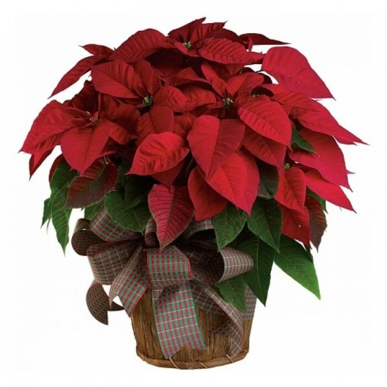 2-Poinsettia de format Grand