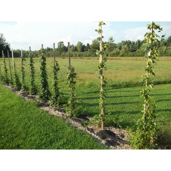 Rhizome de houblon - Commandes de 10 et plus