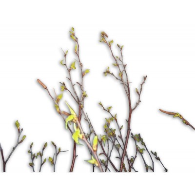 Branches de Noël (7 pieds - Feuillu)