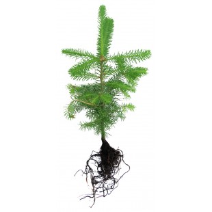 Commande de plantation