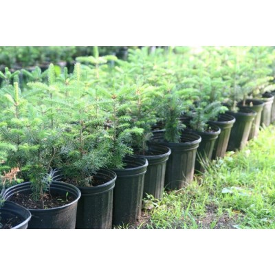 Commande de plantation