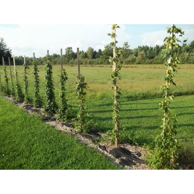 Plant de houblon de 1ère année, variété CENTENNIAL