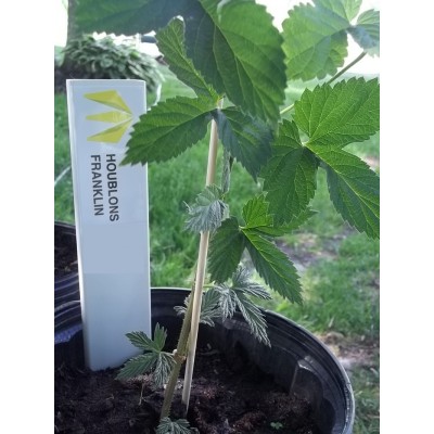 Plant de houblon de 1ère année, variété TRIPLE...