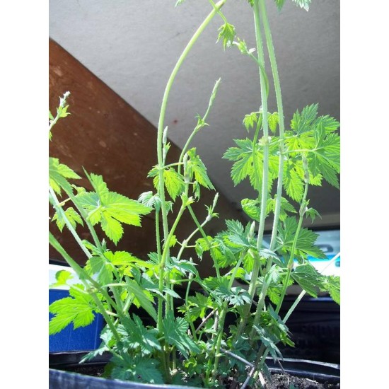 Plant de houblon de 2e année, variété TRIPLE PEARL