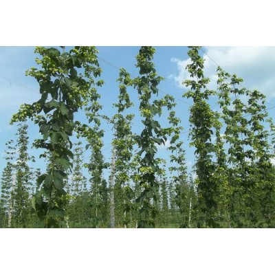 Plant de houblon de 2e année, variété TRIPLE PEARL