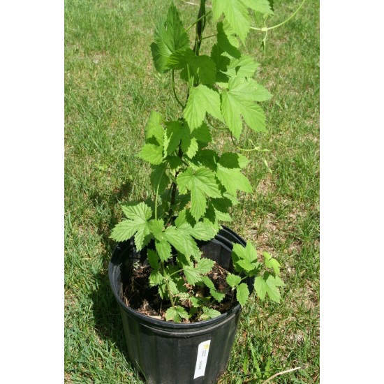 Plant de houblon mature, variété LIMONADIER