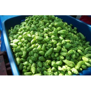 2 kilogrammes de houblon vert CASCADE