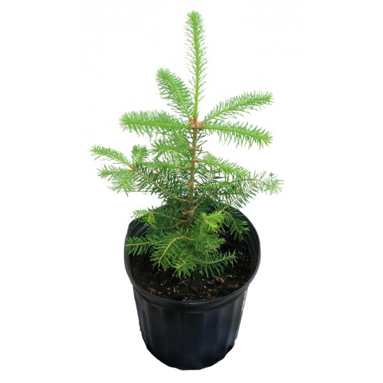 Sapin en pot