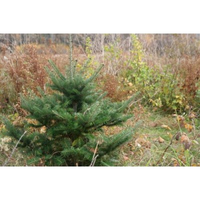 Sapin en pot