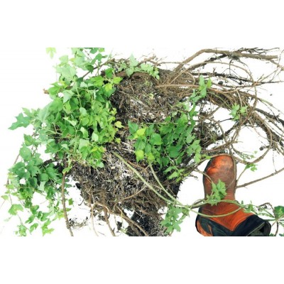 Plant de houblon mature de PLEINE TERRE, cultivar...