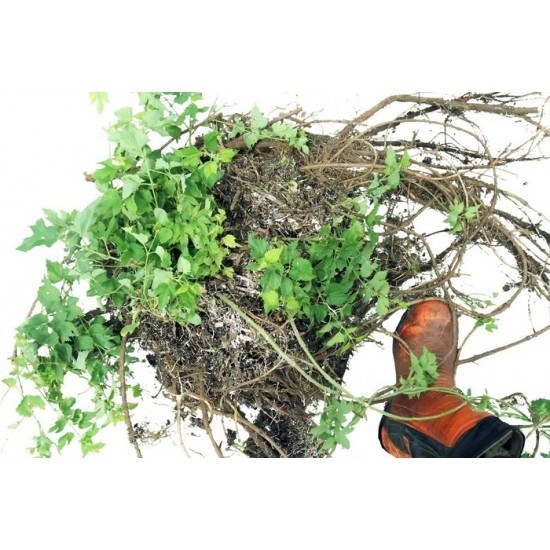 Plant de houblon mature de PLEINE TERRE, cultivar CENTENNIAL