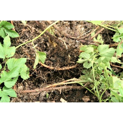 Plant de houblon mature de PLEINE TERRE, cultivar CENTENNIAL
