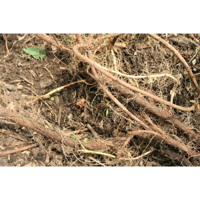 Plant de houblon mature de PLEINE TERRE, cultivar CENTENNIAL
