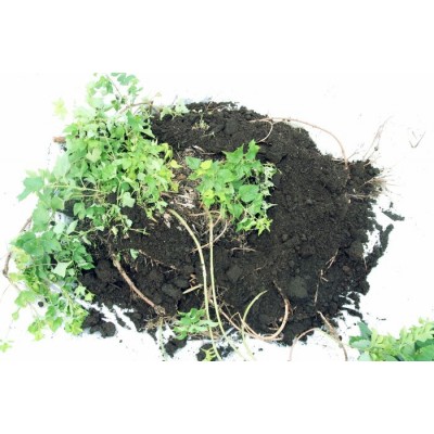 Plant de houblon mature de PLEINE TERRE, cultivar CENTENNIAL