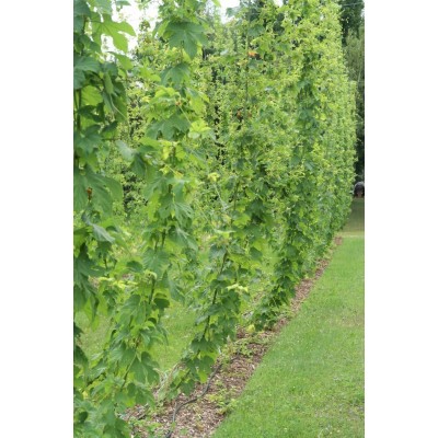 Plant de houblon mature de PLEINE TERRE, cultivar CENTENNIAL