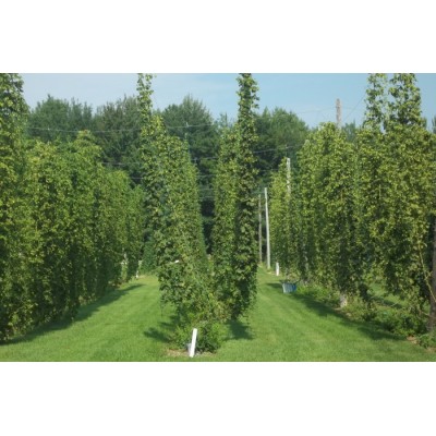 Plant de houblon mature de PLEINE TERRE, cultivar CENTENNIAL
