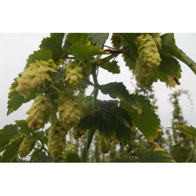 Plant de houblon mature de PLEINE TERRE, cultivar CENTENNIAL
