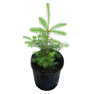 Sapin en pot - Commandes de 10 et plus