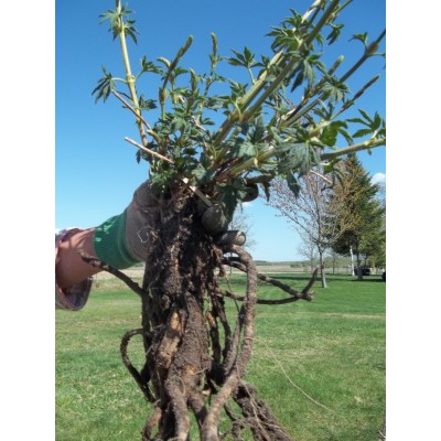 Plant de houblon mature, variété NUGGET