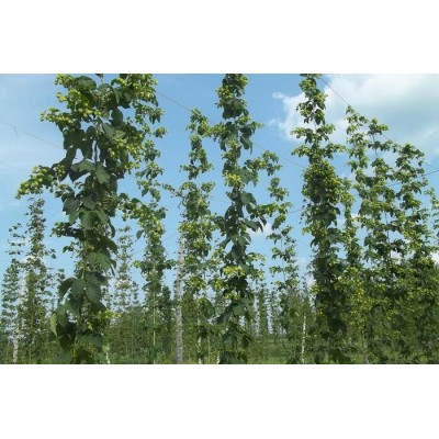 Plant de houblon mature, variété NUGGET