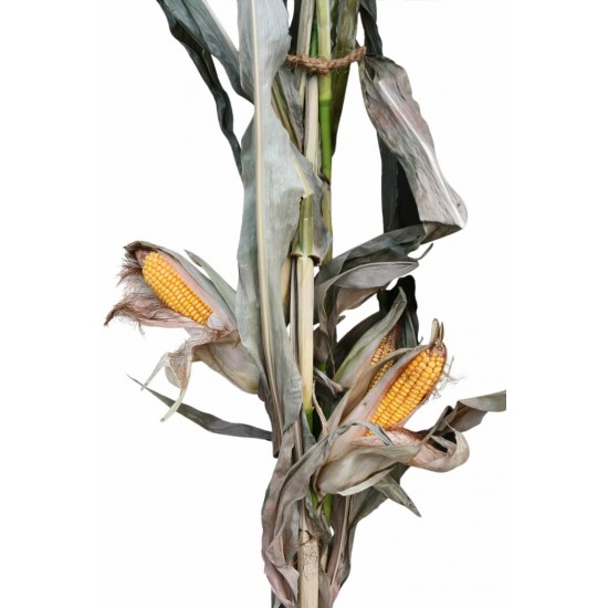Tiges de maïs