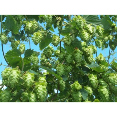Plant de houblon mature, variété RENAISSANCE