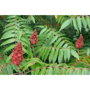 2 kg des fruits du sumac vinaigrier