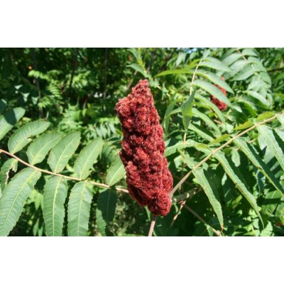 1 kg de fruits du sumac vinaigrier