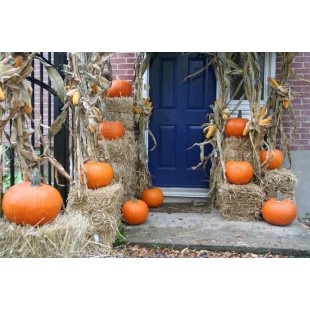 Éco-Ween - Gros ensemble