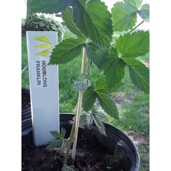 Plant de houblon de 1ère année, variété LIMONADIER